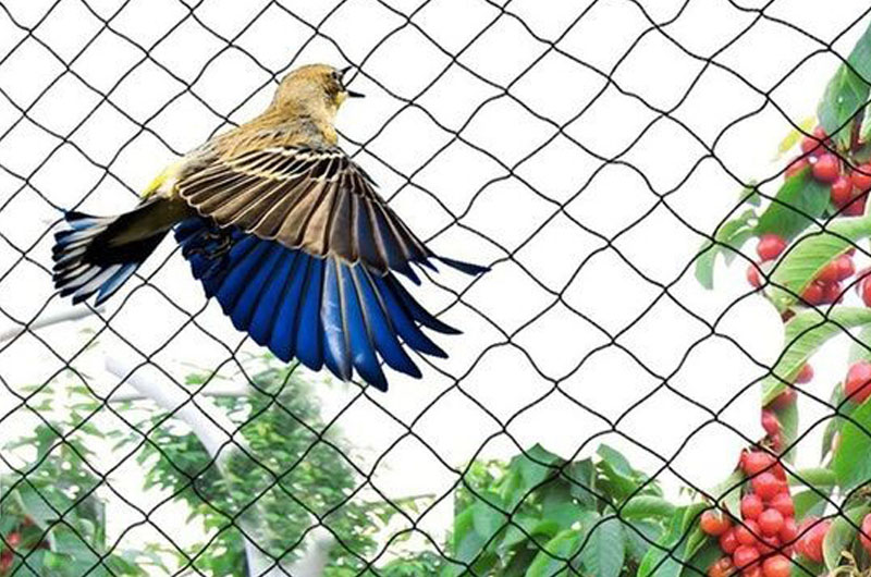 Anti Birds Safety Net